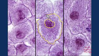 Histology - Mitosis (Whitefish Blastula)