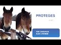 100 chevaux  un paradis