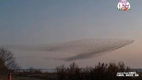 北冥有鱼，其名为鲲。#庄子 的《 #逍遥游 》具象化了