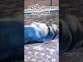 ADHD German Shepherd #germanshepherd #dog #funnyanimals #shorts #trendingshorts