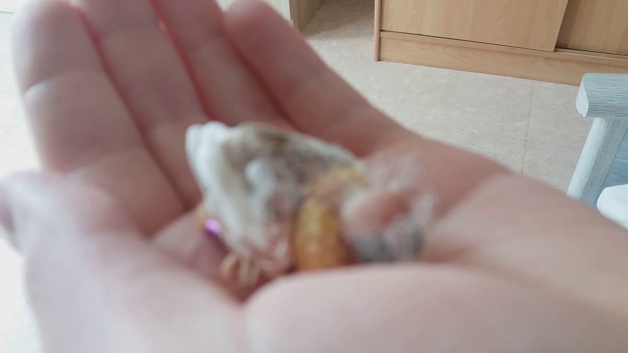 Bagage des bébés mandarins - YouTube