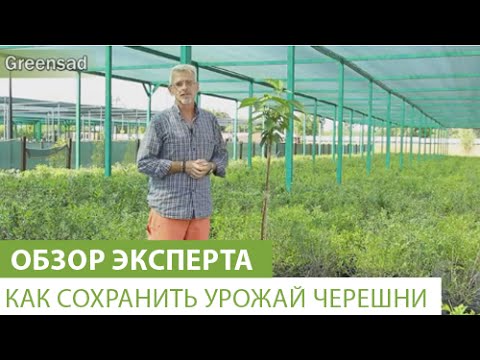 Как сохранить урожай черешни