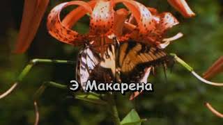 062 Makarena