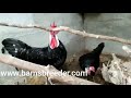 Ayam Hias White Face Black Spanish