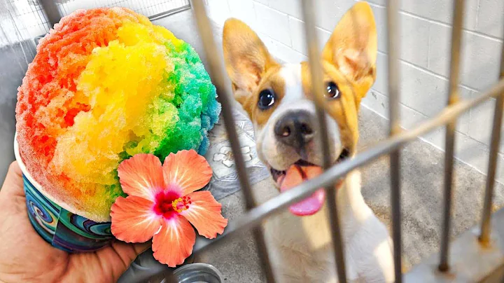 Buying 100 Shave Ice For Homeless Dogs! On the hot...