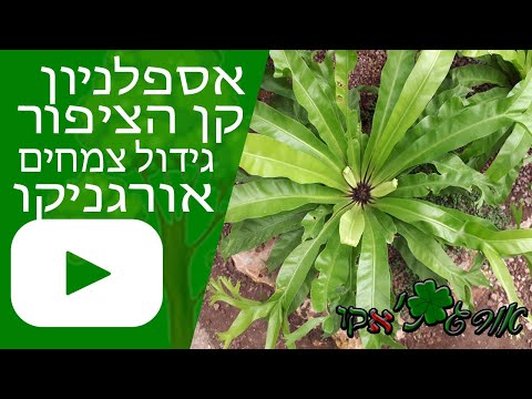 וִידֵאוֹ: Staghorn Fern Care - איך לגדל שרך Staghorn בתוך הבית ובגן