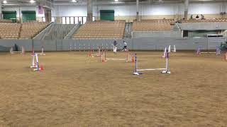 Paco the Havanese: AKC Agility- Excellent Jumpers with Weaves, July 14 2018