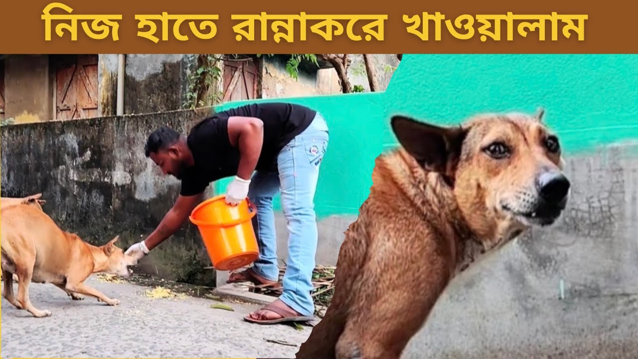 Today we cooked chicken for street dogs 🐶❤️ 