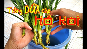 Cách trồng Dứa cho hồ koi - Aquabonics Koi / Vũ Lê Channel