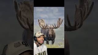 This happens to Moose .. YEARLY 👀
