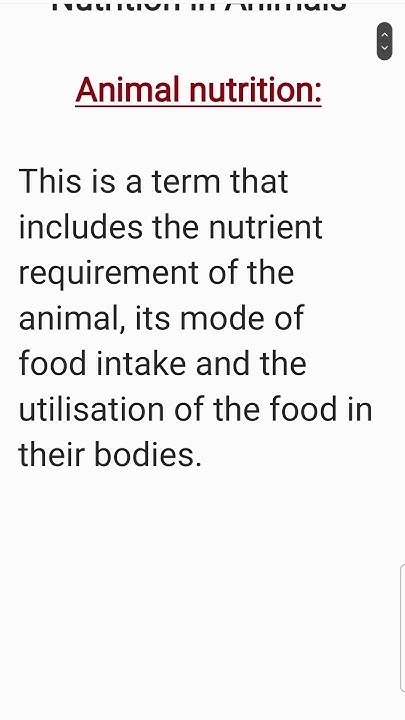 What Is Animal Nutrition Class 7 Science Nutrition In Animals YouTube what-is-animal-nutrition-class-7-science-nutrition-in-animals-youtube
