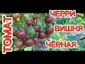 ТОМАТ ЧЕРРИ ВИШНЯ ЧЁРНАЯ. ОБЗОР КУСТА И ПОМИДОР.