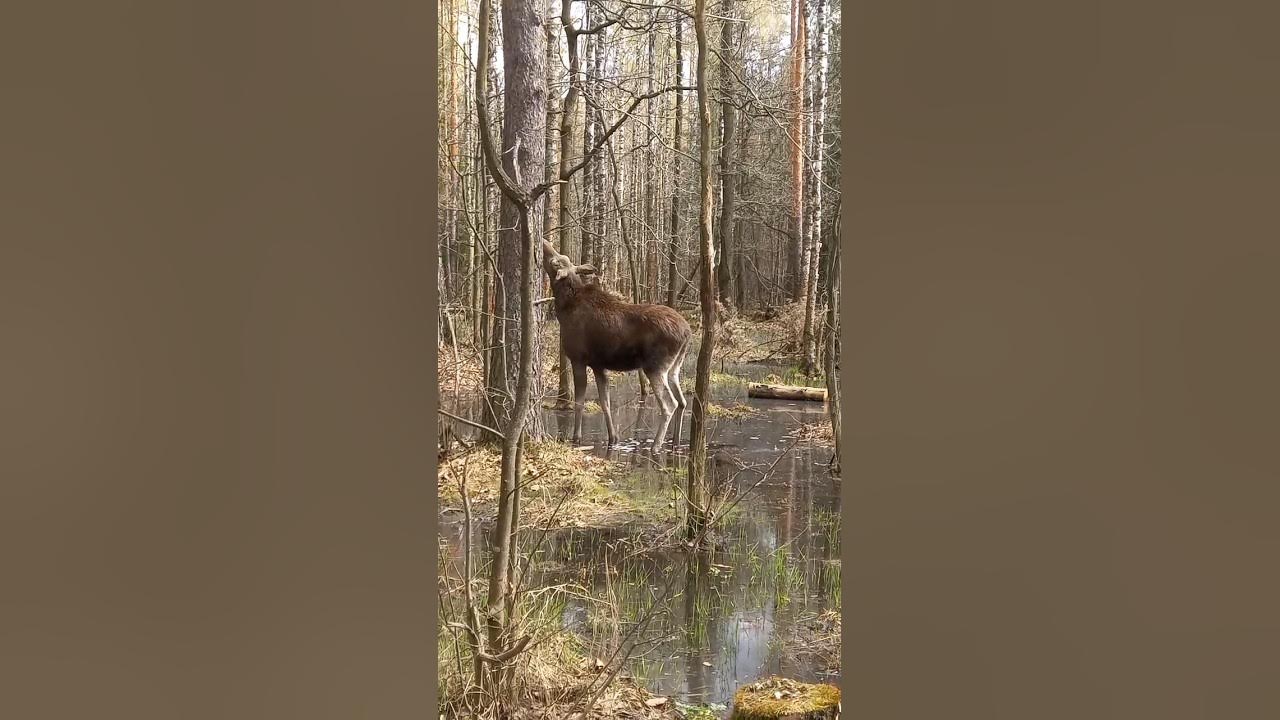 Лосиный остров есть лоси. Лоси в лосином острове. Национальный парк лосиный остров лоси. Парк сокольники лоси. Лоси в парке сокольники.