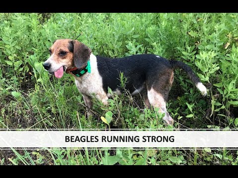 Beagles Running Strong Benson S Kennel Youtube
