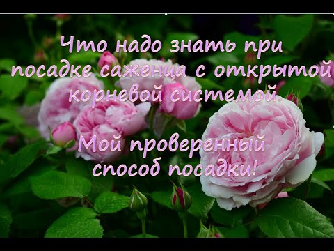 Что надо знать при посадке саженца с открытой корневой системой.  Мой проверенный способ!