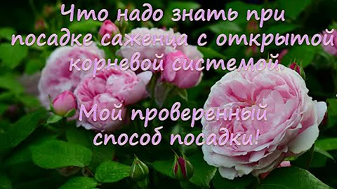 Что надо знать при посадке саженца с открытой корневой системой.  Мой проверенный способ!