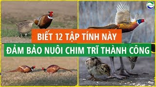 Kỹ thuật nuôi chim trĩ (kỳ 1): Ba kỹ thuật nuôi chim trĩ thành công nông  dân cần nắm chắc
