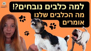 ?למה כלבים נובחים? | נביחות של כלבים | מה כלבים אומרים