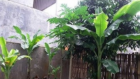 Cut Down a Banana Tree in a Simple Practical Way (Harvest Bananas)