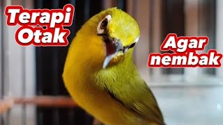 Terapi Otak pleci agar nembak