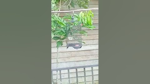 kenak datangkan burung cantek sepahraja #burung #birds #kicaumania #sepahraja #sogon #kolibri#kalbar