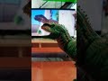 os presentes que os filhos do spino querem kkkk #jurassicworld#mattel