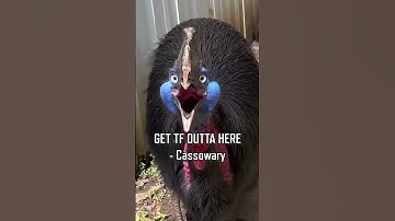 The worlds most DANGEROUS bird