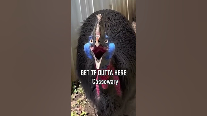 The worlds most DANGEROUS bird