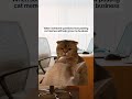Cat memes really help though!!!