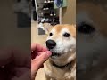 Shiba inu does not learn lesson to owners dismay