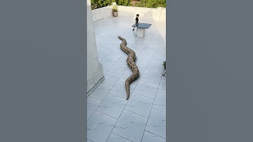 Big Snake Attack On Little Boy😢#shorts #snake #python #snakes #nagin #anaconda #bigsnake #anacondas