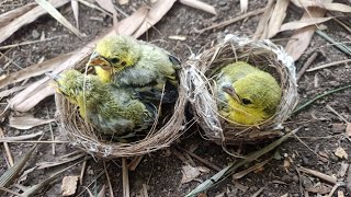 Unique Facts About the Original Sirtu Baby, the Only Child Still in the Nest?