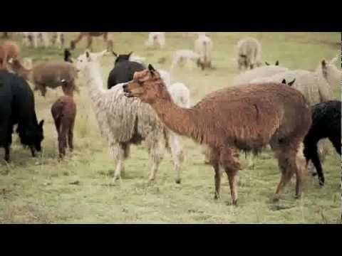 The Peru Chronicles: The Story of Alpacas and Sust...