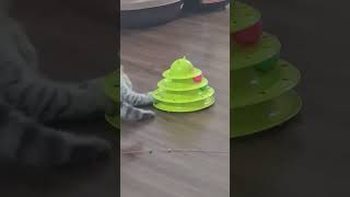 Cute Video Will Make Your Day Better by Pets SGlobal  130 views 6 months ago 3 minutes, 16 seconds