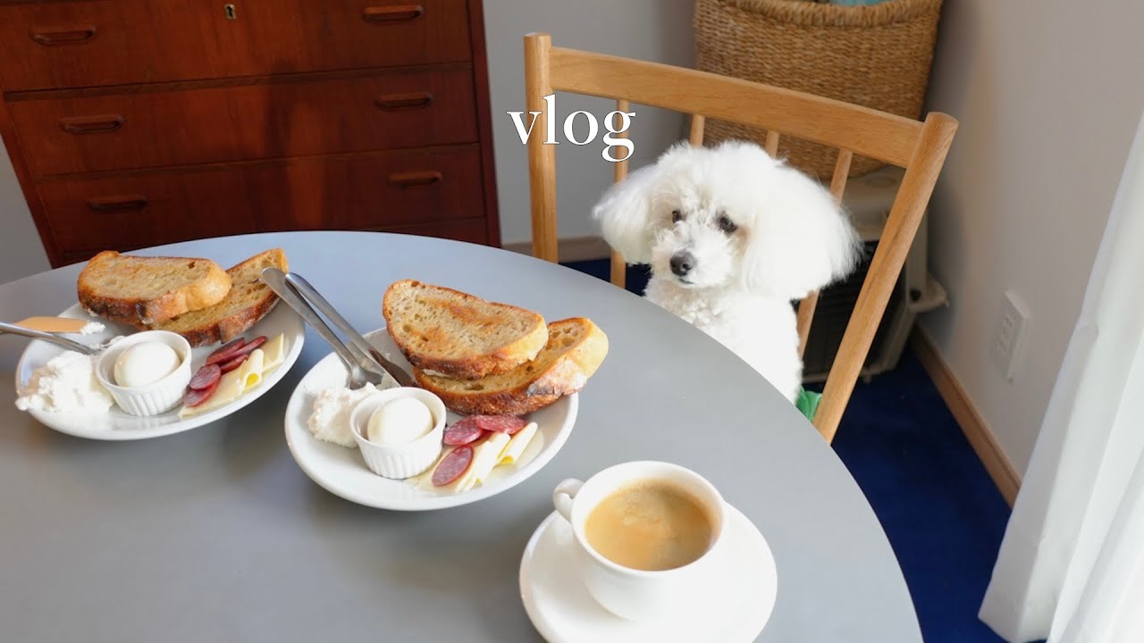 Домашний уикенд, только прогулка | Той-пудель & зимний День Валентина