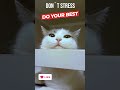 Against stress 🐱My Big Cat Family - Lola: Don`t stress do your best #catshorts #cutecats