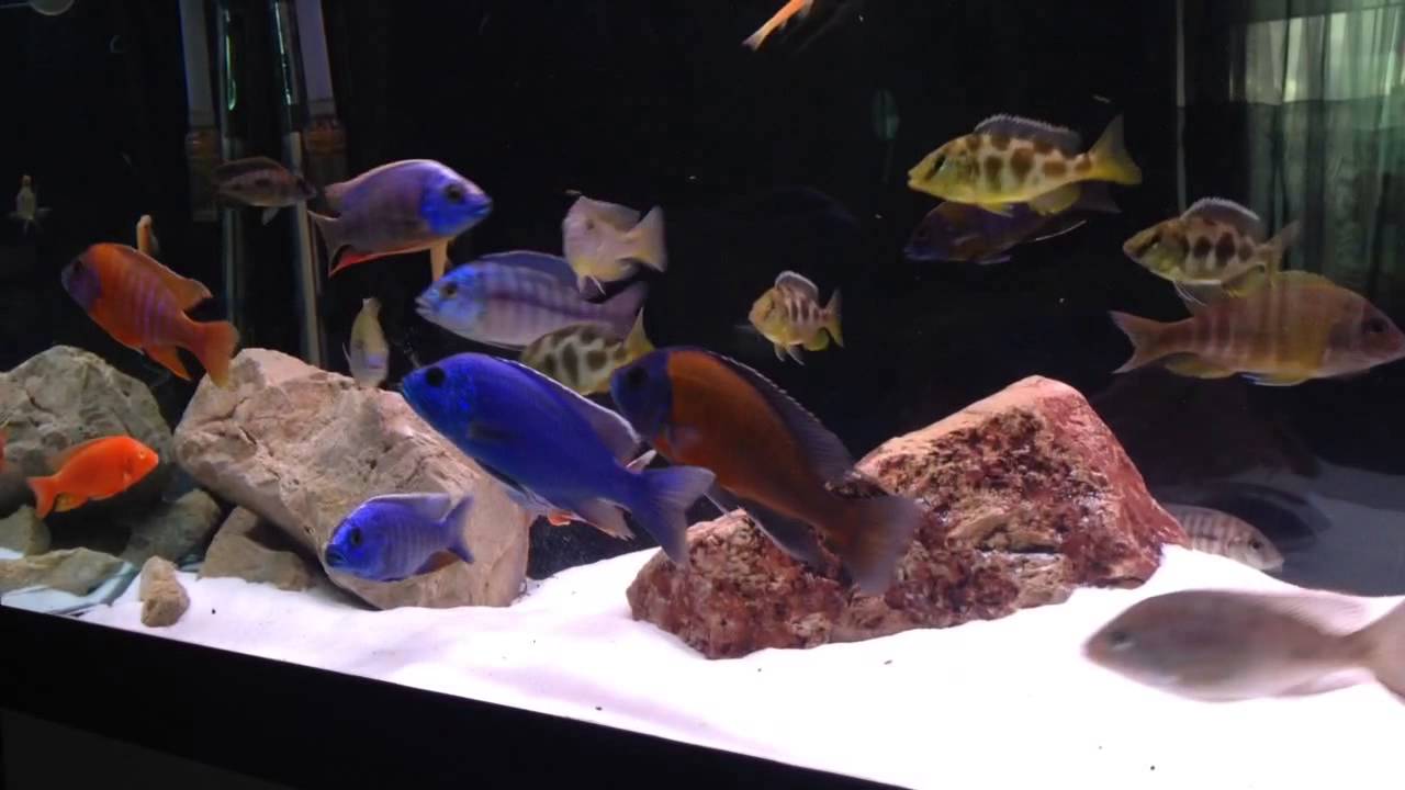 55 Gallon Peacock Cichlid Tank
