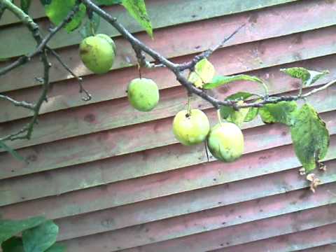 how-to-rejuvanate-a-neglected-plum-tree.
