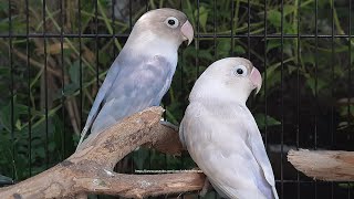 Lovebird Chirping and Singing Sounds 7 Hours - Pastel Blue & Pastel White