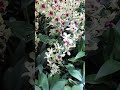 Beautifully Bloom Orchids