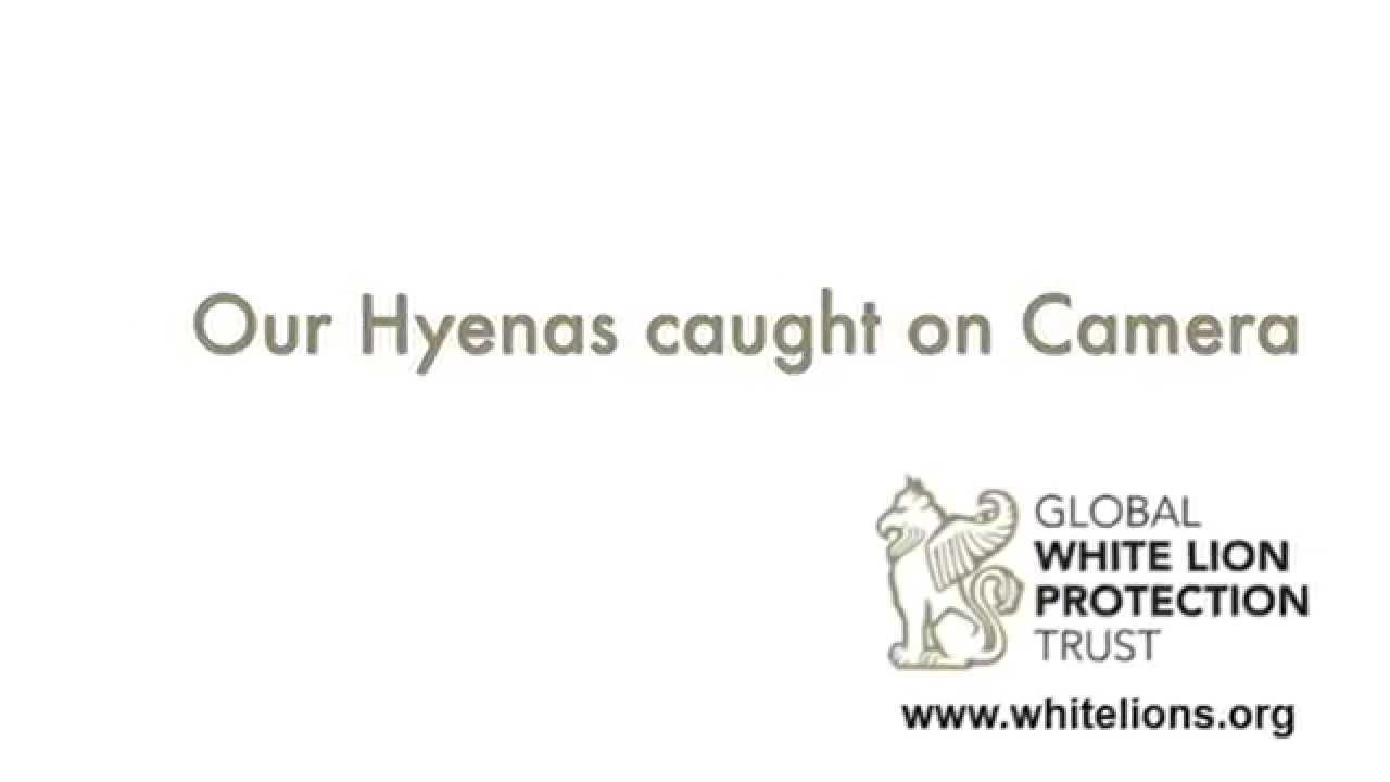 camera iphone 8 plus apk White Lion Trust Hyenas Caught on Camera