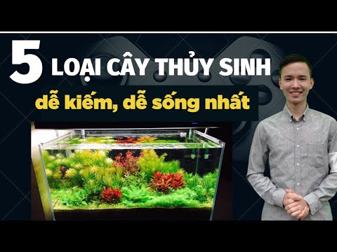 Video: Ý kiến không phổ biến: Goldfish Belong Outside