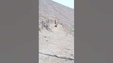 gà mái gọi trống chạy nhanh cực hót. poj qaib xeev lau dhia ceev tiag