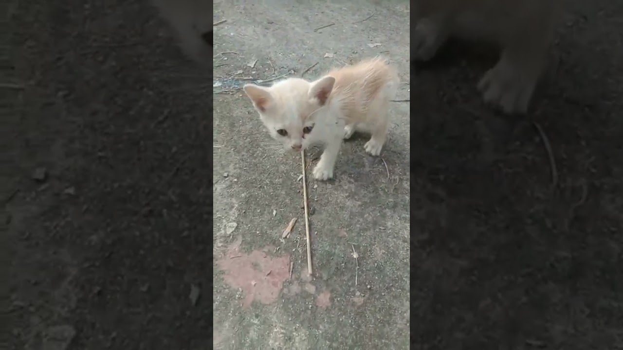 แมวเหมียวน้อยๆลูกคุณแม่มูมู่ครับ@สุชา ปลูกผักรักแมว #ทาสแมว#แมวน่ารัก#แมวไทย#Kitten#Catlover#Meow