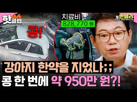 ＂강아지 한약을 지었나💢＂ 콩! 한 번에 950만 원💥 노후 계획 망친 보험사기 | 한블리 (한문철의 블랙박스 리뷰) | JTBC 261006 방송