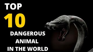 TOP 10 MOST DANGEROUS ANIMALS IN THE WORLD