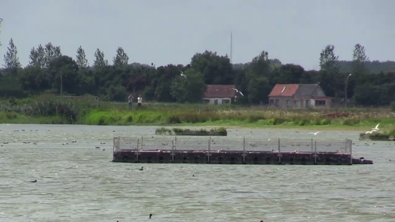Guifette leucoptère (Chlidonias leucopterus) White-winged Tern