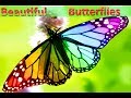 10 Beautiful Butterflies And Usual Butterflies | Video