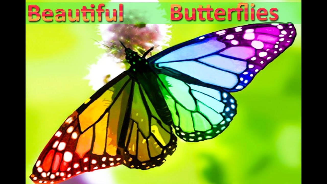 10 Beautiful Butterflies And Usual Butterflies Video Youtube