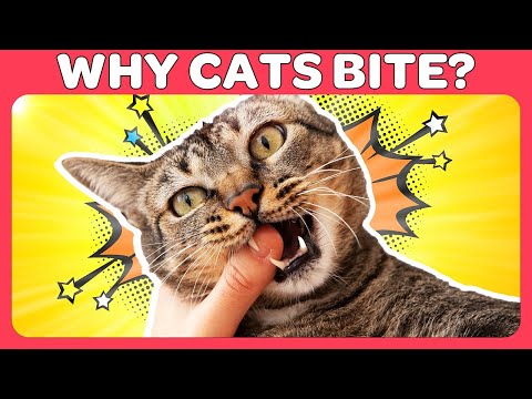Video: Priežastys Katės įkandimas ir kaip užkirsti kelią jūsų katėms nuo kramtymo